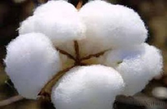 Cotton