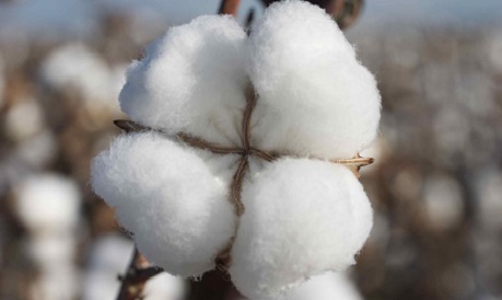 Cotton production in turkey