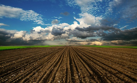 Indian cotton